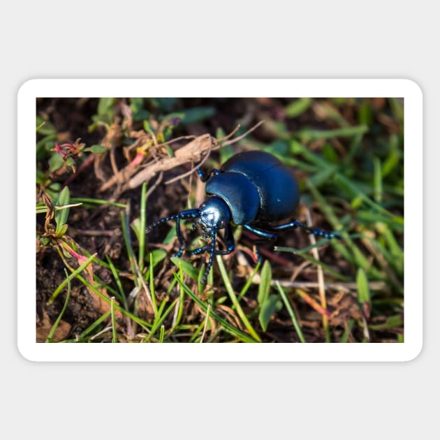 British Dung Beetle - 2012 Sticker by SimplyMrHill